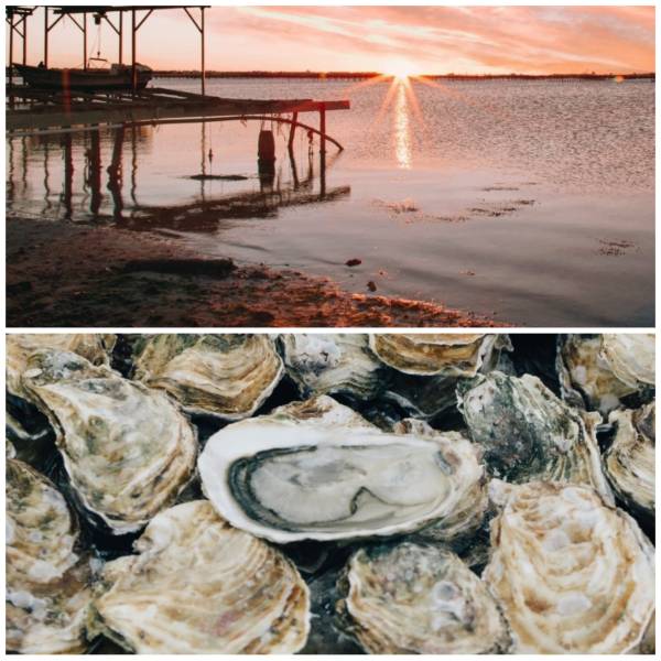 meilleur spot de producteur d'huitre à Bouzigues 